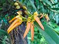 Horned Bulb-Leaf Orchid