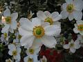 Hybrid Anemone