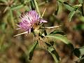 Iberian Star Thistle
