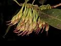 Illipe Butter Tree