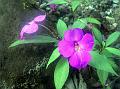 Indian Angel Balsam