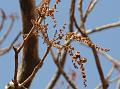Indian Ash Tree