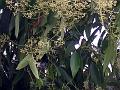 Indian Bay Leaf