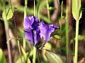 Indian Bluethread