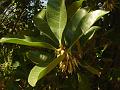 Indian Bully Tree