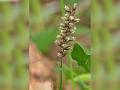 Indian Bur Grass