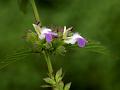 Indian Catmint