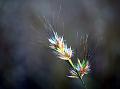 Indian Christmas Grass
