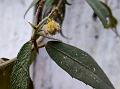 Indian Climbing Nettle