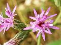 Indian Cornflower