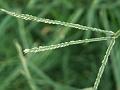 Indian Crowfoot Grass