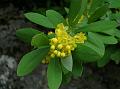 Indian Lycium