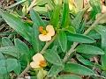Indian Milkwort