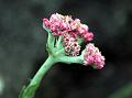 Indian Pearly Everlasting