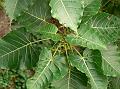 Indian Rock Fig