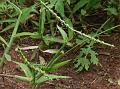 Indian Rough-Grass