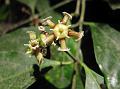 Indian Spindle Tree