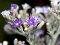 Indian Vernonia