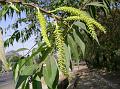 Indian Willow