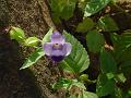 Indian Wishbone Flower