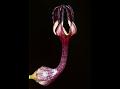 Intermediate Ceropegia