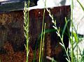 Italian Ryegrass