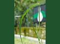 Itchgrass