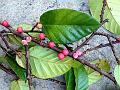 Ivy Fig