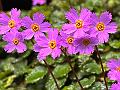 Jagged-Petal Primrose
