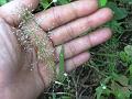 Japanese Lovegrass