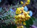 Jaunsar Barberry