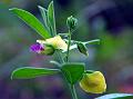 Java Milkwort