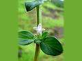 Jointed Buttonweed
