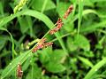 Jungle Rice
