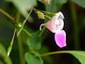 Kamrup Balsam