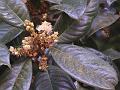 Kanara Sapphire Berry
