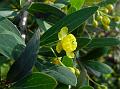 Kashmir Barberry