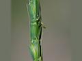 Kashmir Goat-Grass