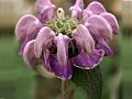Kashmir Sage