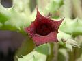 Kenyan Dragon Flower