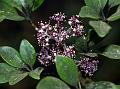 Kerala Schefflera