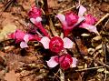 Khandala Spurge