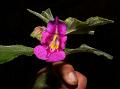 Khasi Balsam