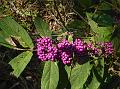 Khasi Beauty Berry