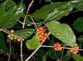 Khasi Coffee