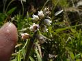 Khasi Colic-Root