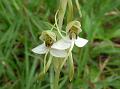 Kidney-Leaved Habenaria