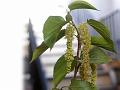 King White Mulberry