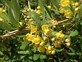 Koehne Barberry