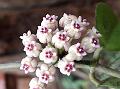 Konkan Wax Flower